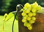 Grapes in wine bucket