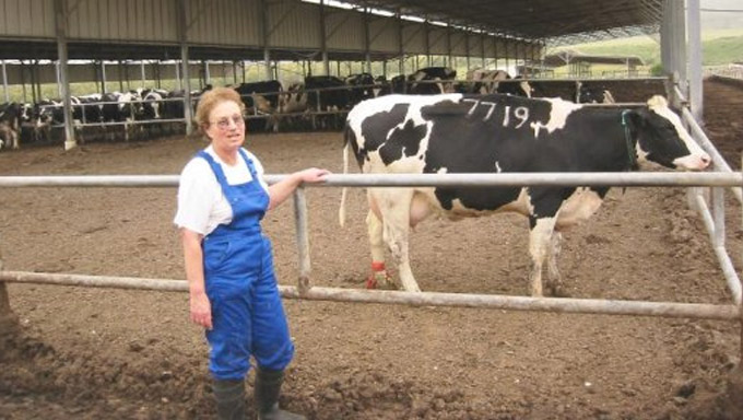 Израильские коровы – мировые рекордсменки по надоям молока