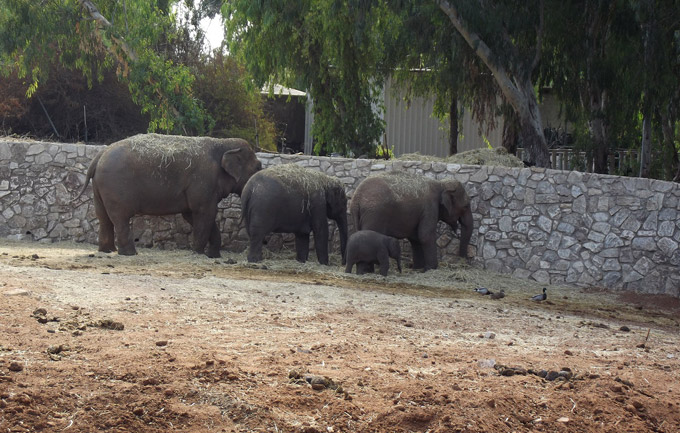 elephants2