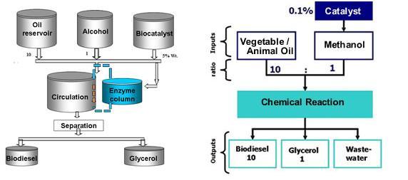biodiesel production process