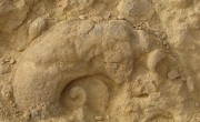 800px-Ammonite-wall2