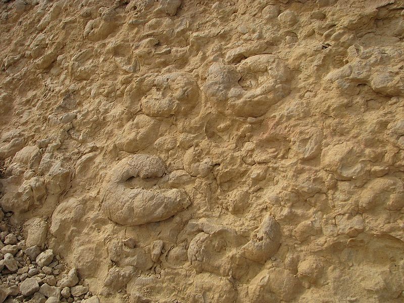 «Стена аммонитов» - древние окаменелости