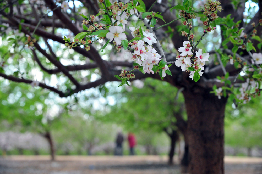 Almond trees blossom in Israel during the spring season
