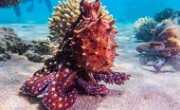 octopus_red_sea_main