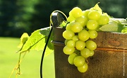Grapes in wine bucket
