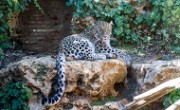 leopard_main
