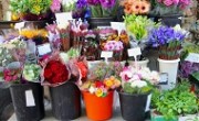 flower_store_main