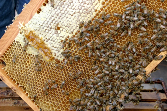 Израильские пчелы не кусают людей