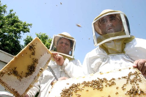 Израильские пчеловоды
