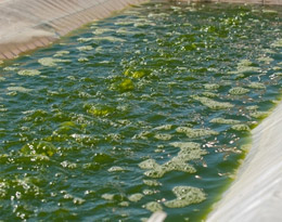 Процесс производства биотоплива из водорослей