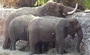 elephants_main