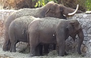 elephants_main