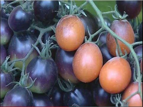  Средняя урожайность помидоров на открытом грунте составляет 60-80 тонн с гектара, а в теплицах – около пятисот тонн