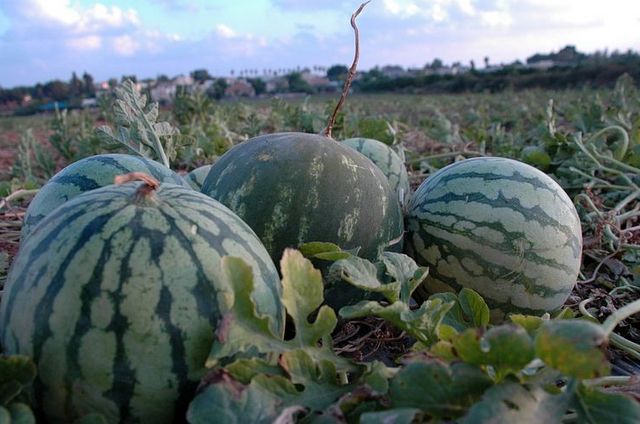 PikiWiki_Israel_11676_watermelon_in_Moshav_Tsofit