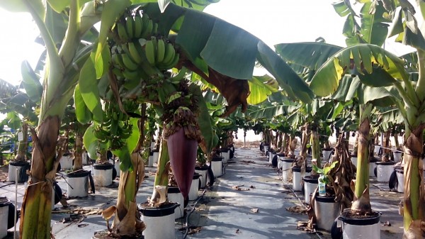 Банановые плантации в районе Кинерета