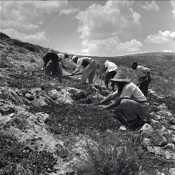 604px-PikiWiki_Israel_14791_Planting_of_the_Gilboa_Mountains