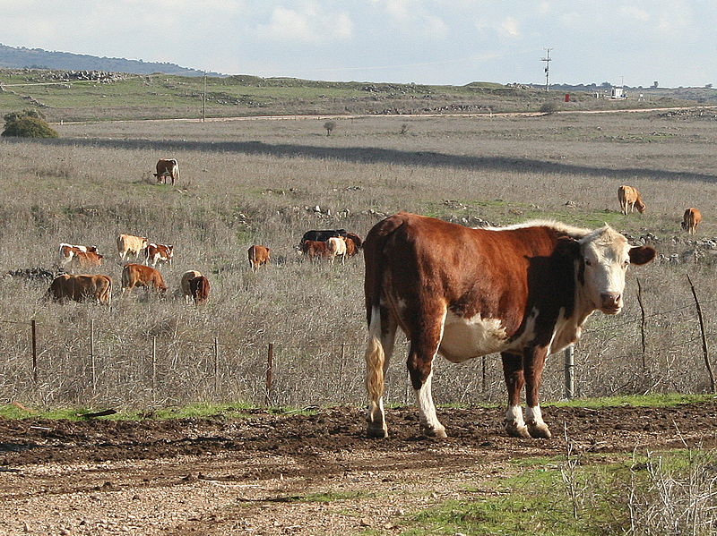 800px-Golan_cows