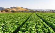 california_agriculture_main