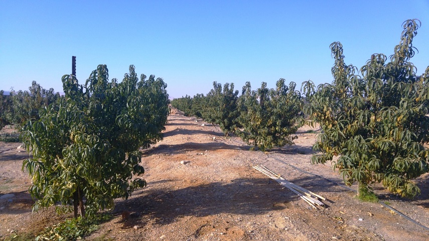Сельское хозяйство в пустыне Арава, Израиль