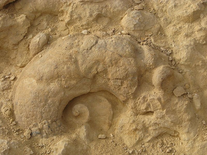 800px-Ammonite-wall2