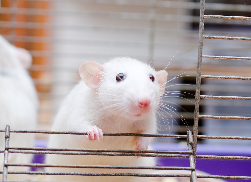 Лабораторные исследования на мышах: опухоль сократилась до 10% первоначального объема