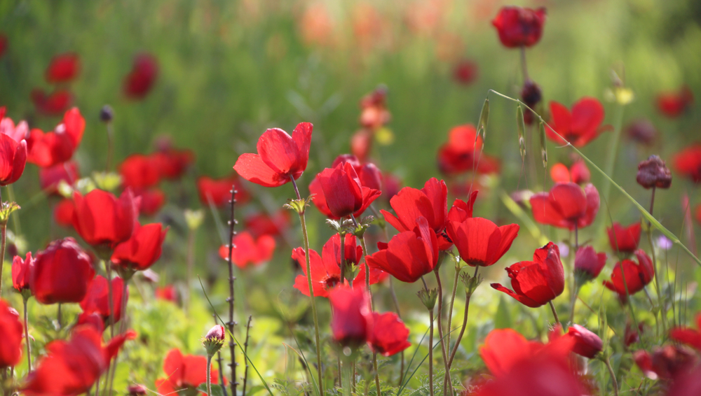A spring bloom of Wild Red Anemones in Shokeda Forest, Israel, Spring