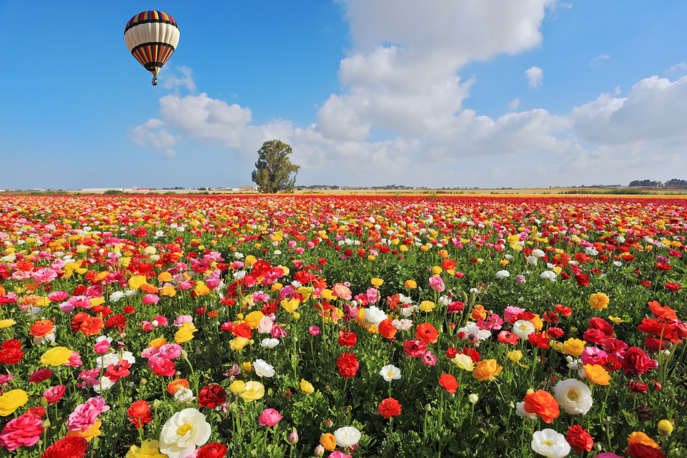 Spring in Israel. Bright striped balloon flies over a field of colorful garden of buttercups
