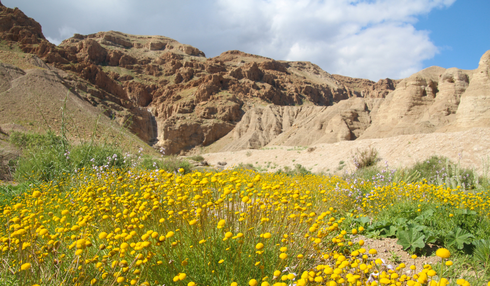 The Judean desert blooms