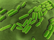Bacillus subtilis_main