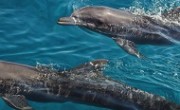 bottlenose dolphin_main