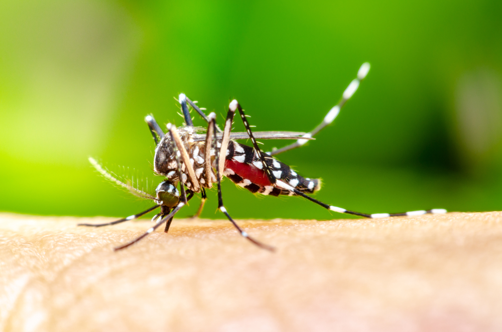 female_Mosquito
