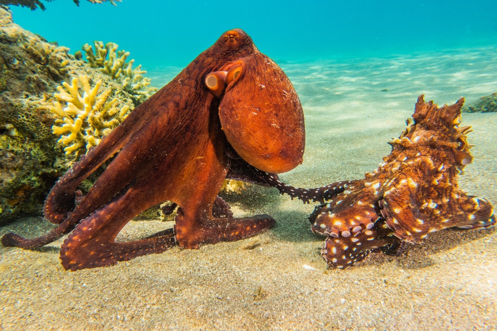 octopus_red_sea_1