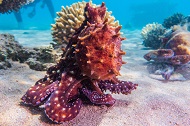 octopus_red_sea_main