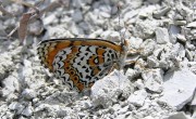 800px-Melitaea_arduinna