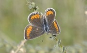 כחליל_קליאופטרה_(f)_Plebejus_pylaon_cleopatra