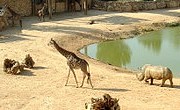 jerusalem-zoo